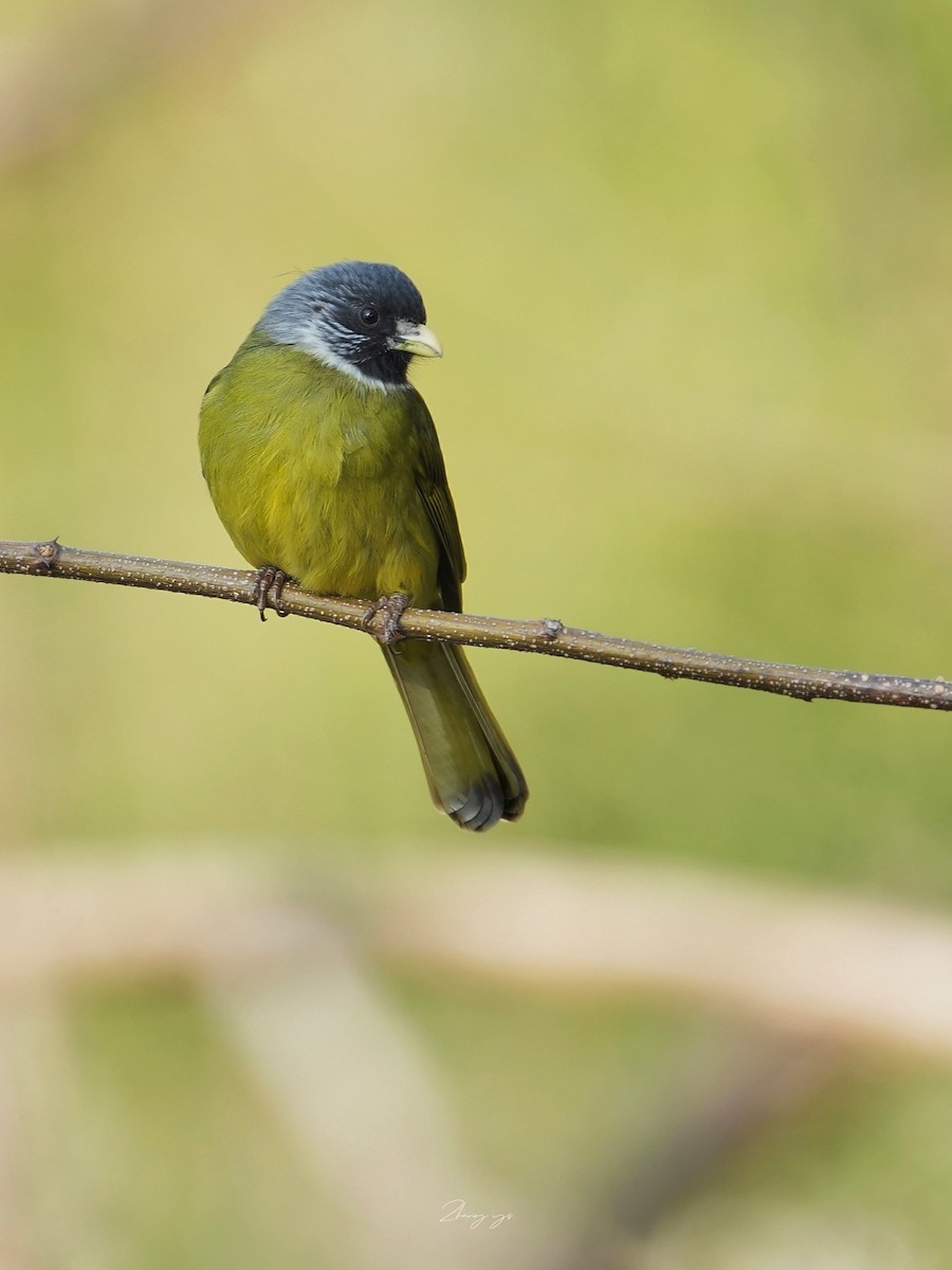 Collared Finchbill - ML645312370