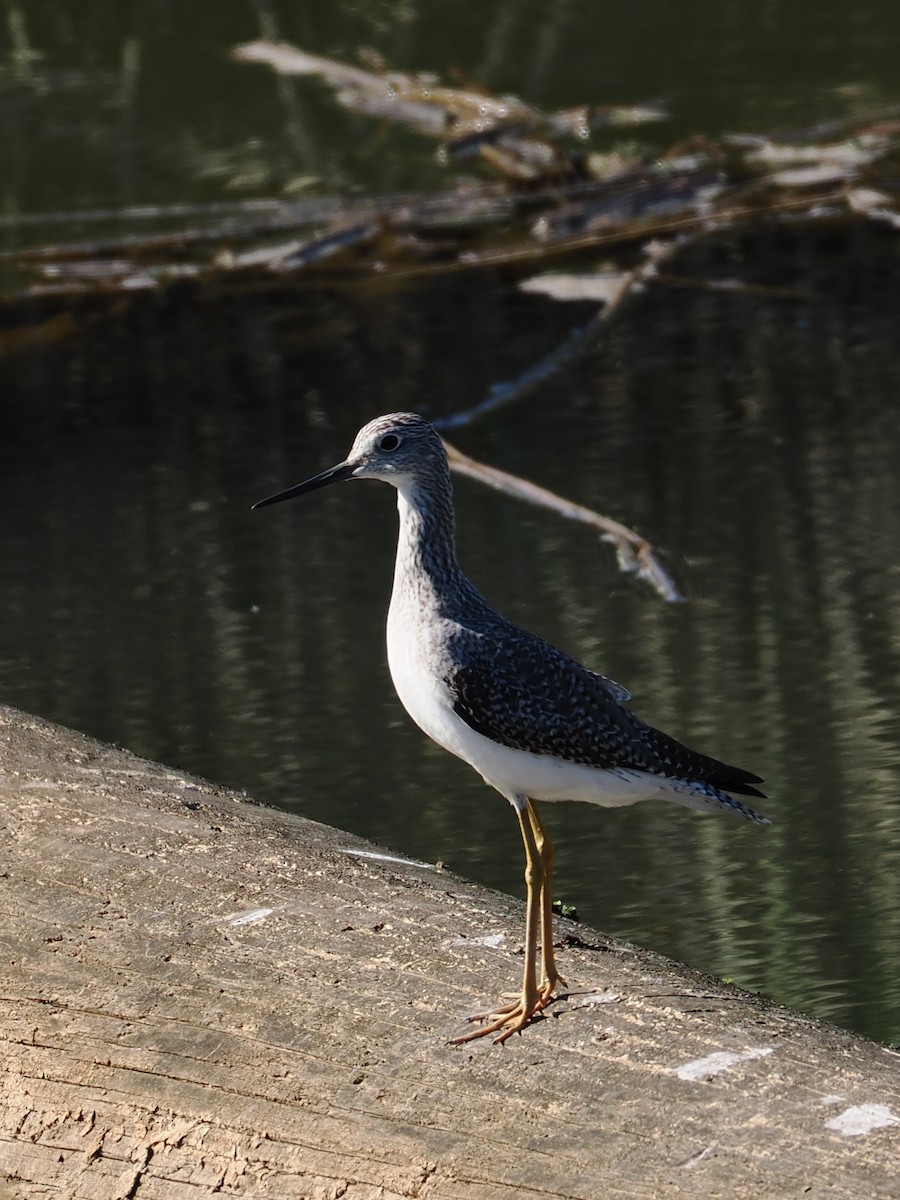 Greater Yellowlegs - ML645312383