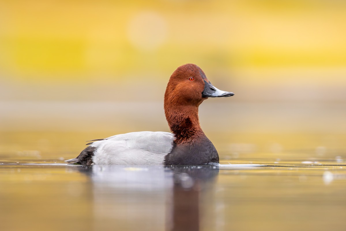 Common Pochard - ML645312393