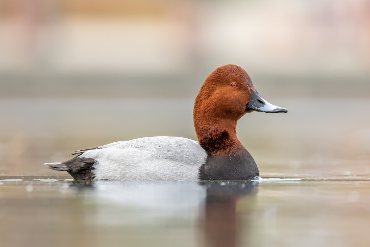 Common Pochard - ML645312401