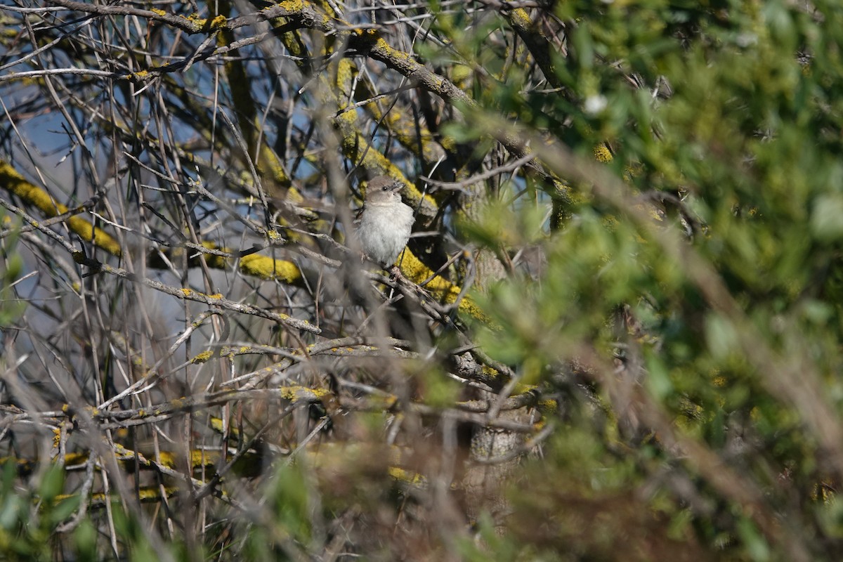 House Sparrow - ML645312408