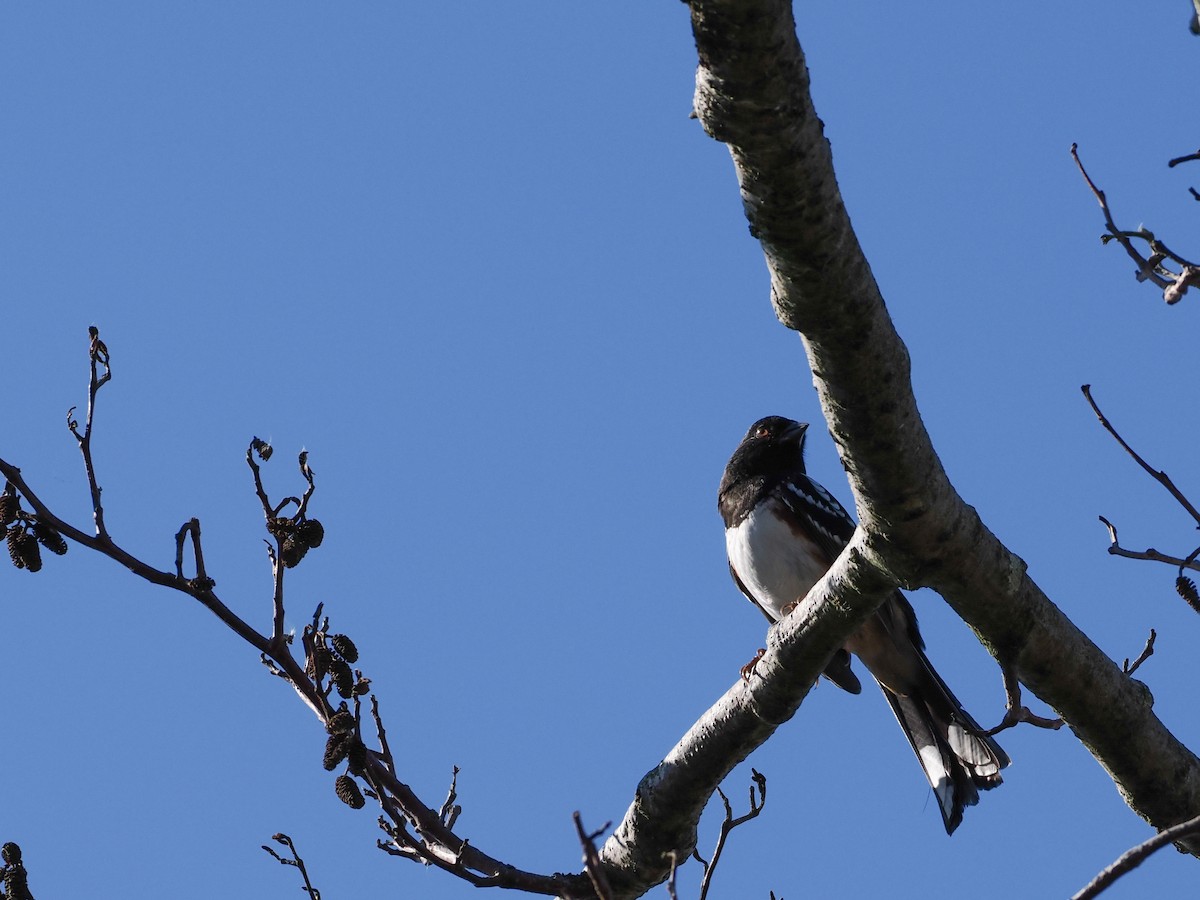 Spotted Towhee - ML645312415