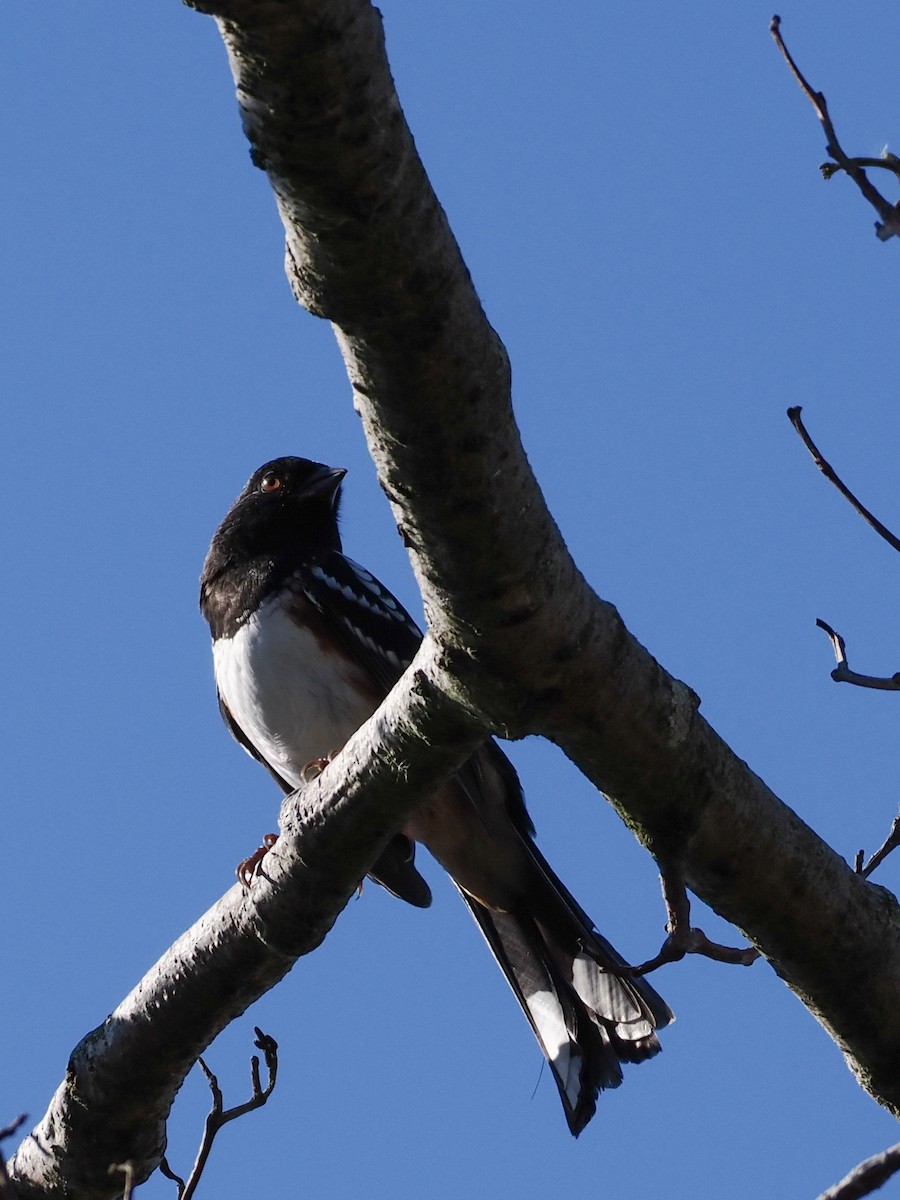 Spotted Towhee - ML645312416