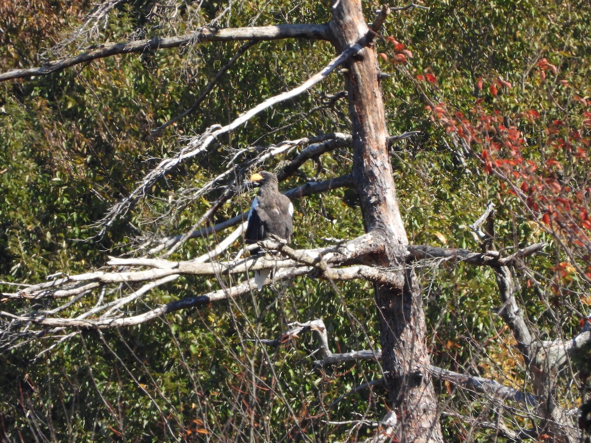 Steller's Sea-Eagle - ML645312426