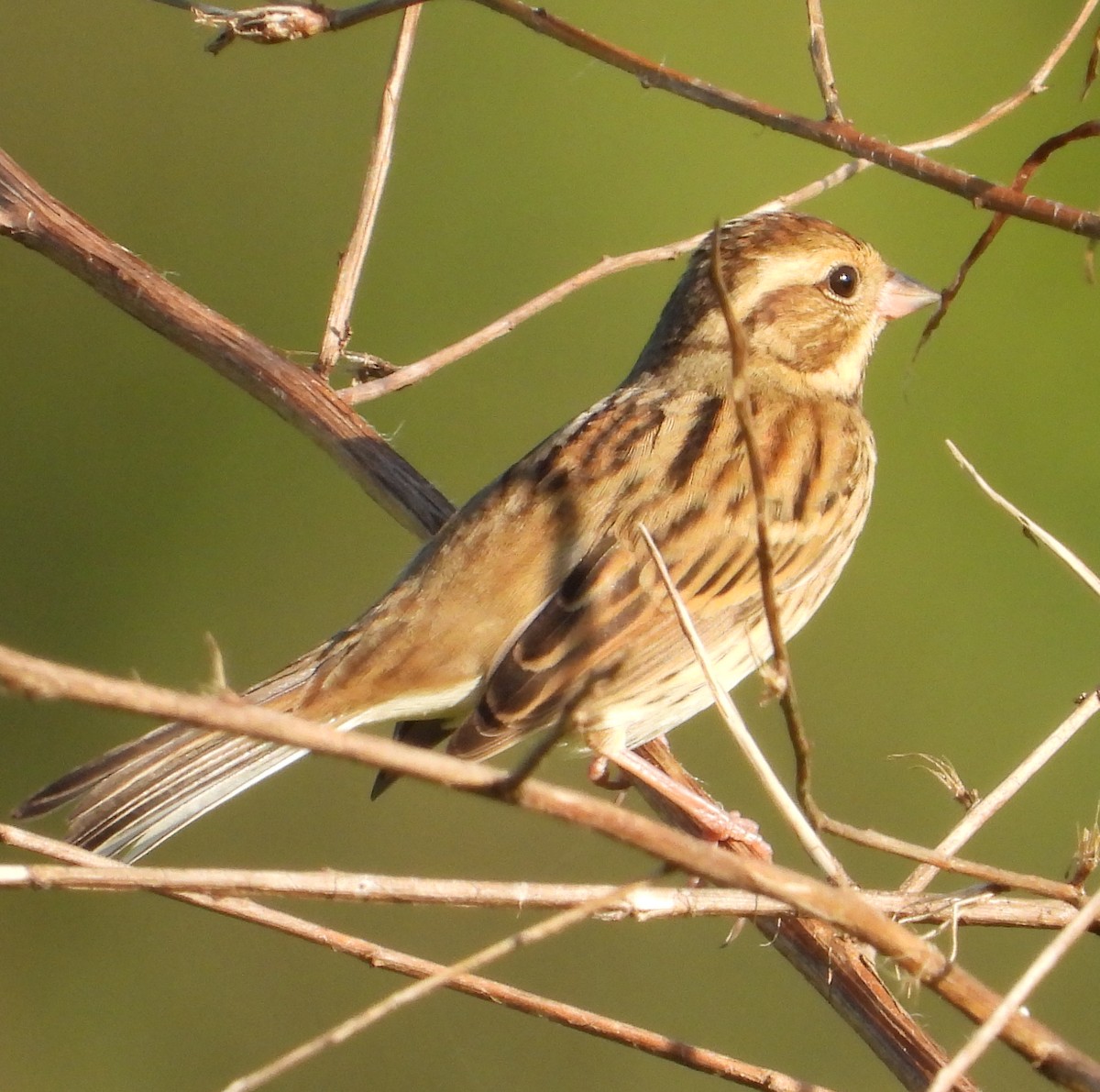 Black-faced Bunting - ML645312433
