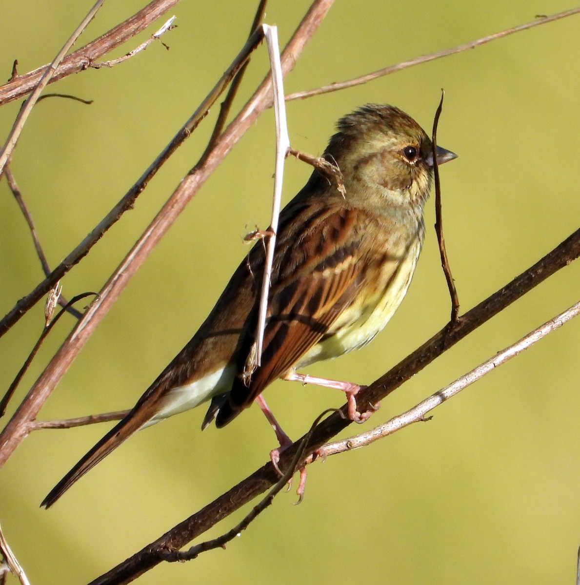 Black-faced Bunting - ML645312434