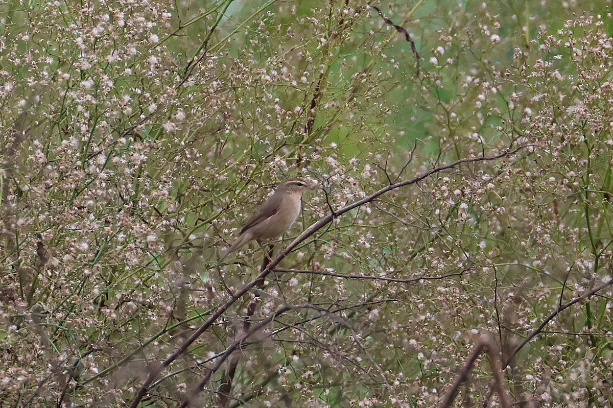 Dusky Warbler - ML645312454