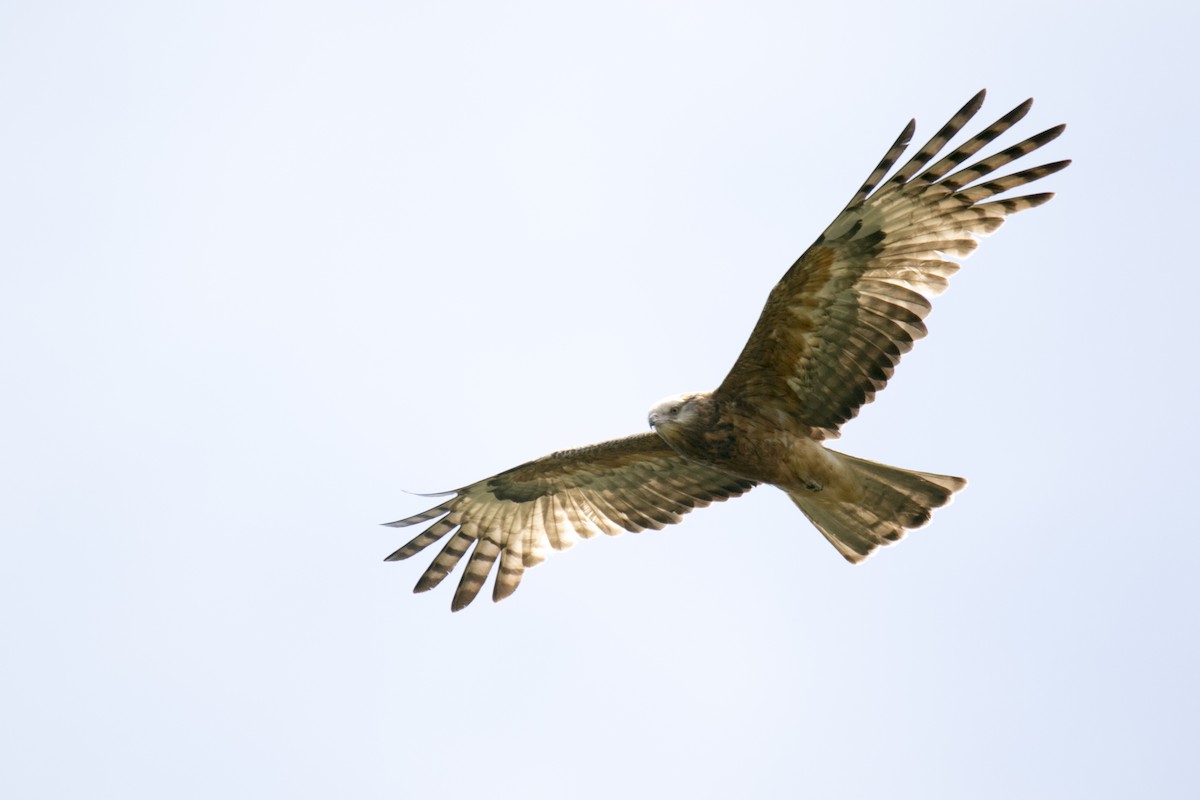 Чубатый коршун - ML645312476