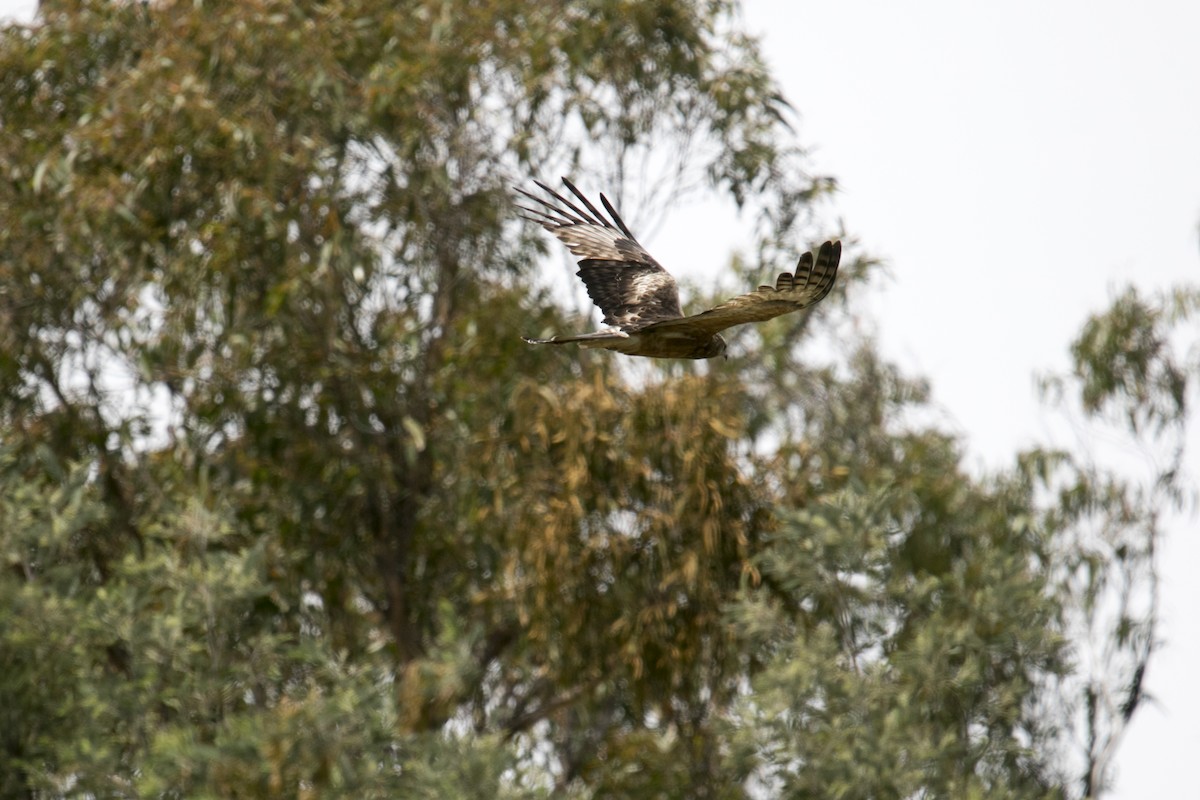 Чубатый коршун - ML645312477