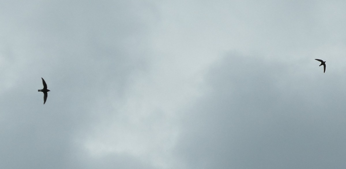 White-throated Needletail - ML645312480