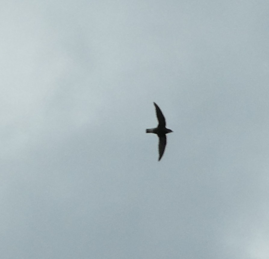 White-throated Needletail - ML645312484
