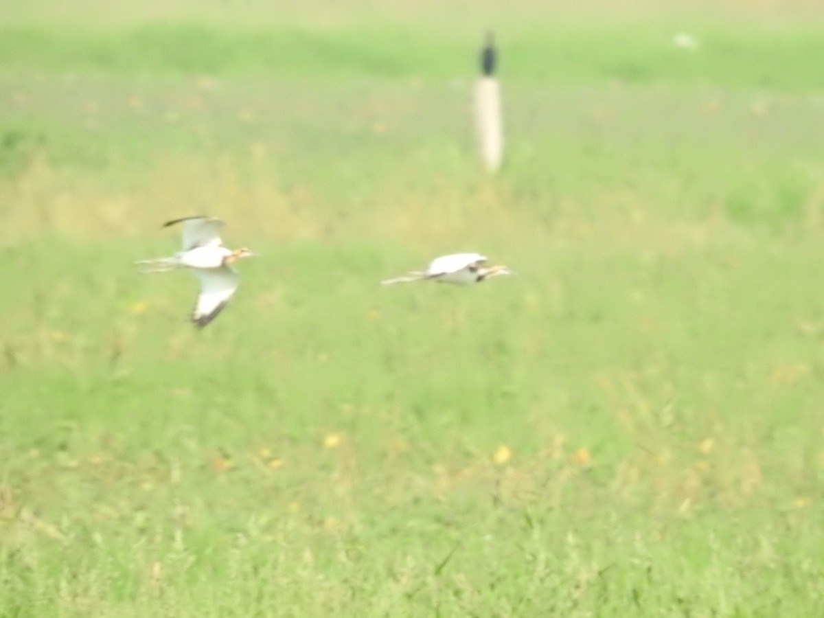 fasanbladhøne - ML645312495