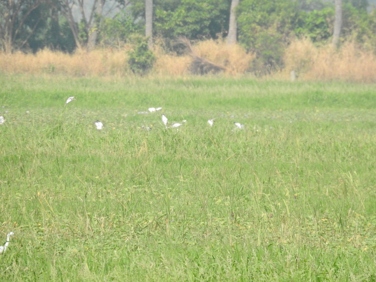 fasanbladhøne - ML645312496