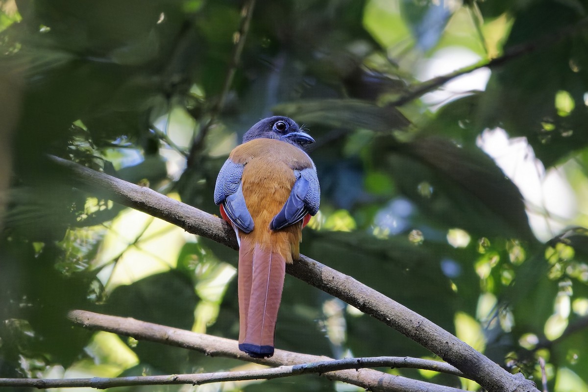 Malabar Trogon - ML645312502