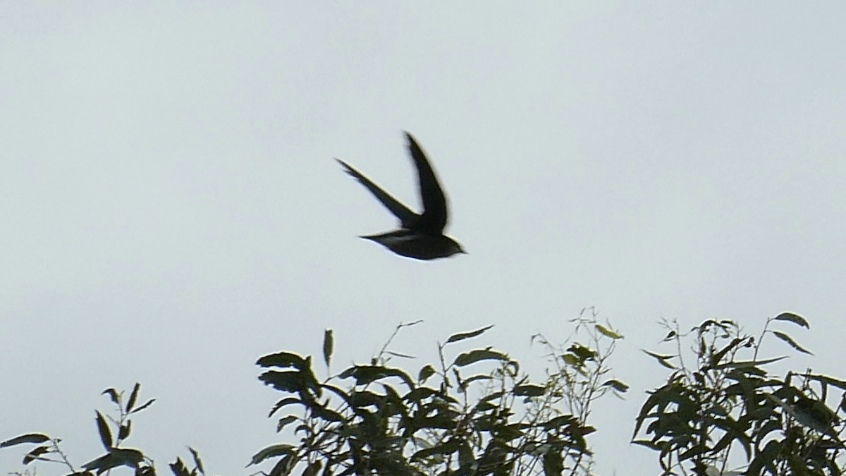 White-throated Needletail - ML645312507