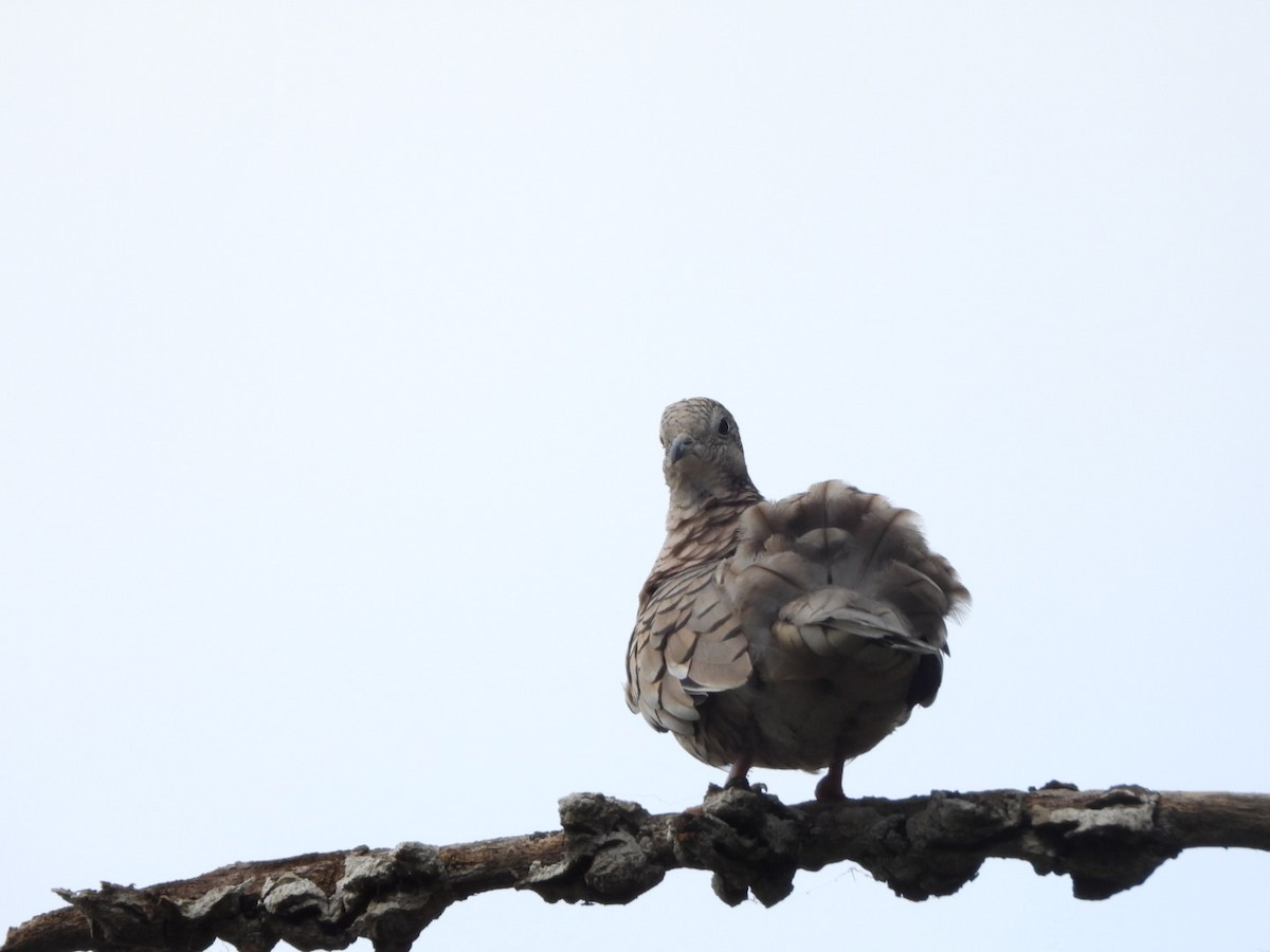Scaled Dove - ML645312510