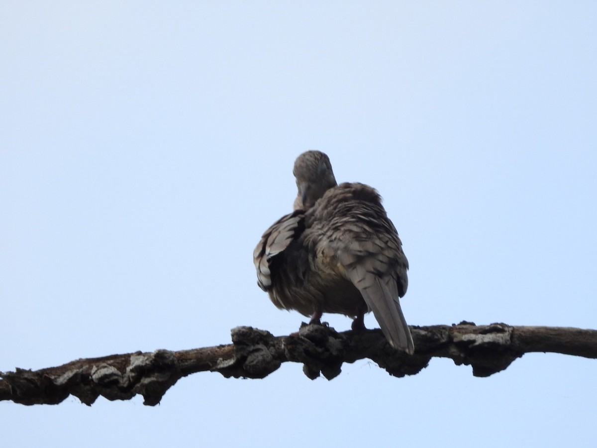 Scaled Dove - ML645312511