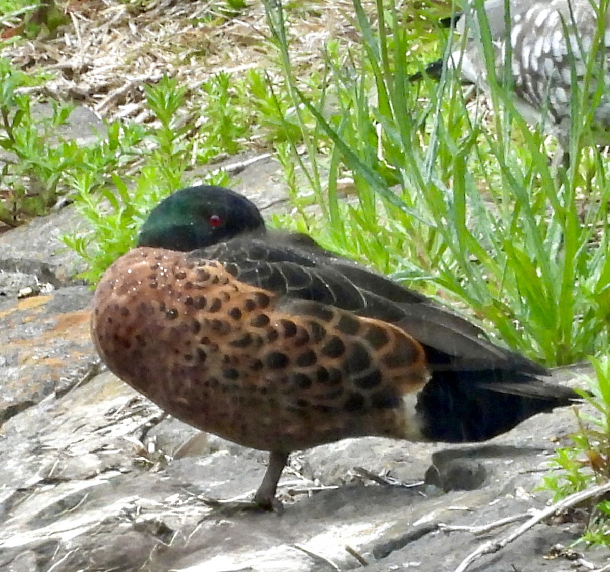 Chestnut Teal - ML645312537