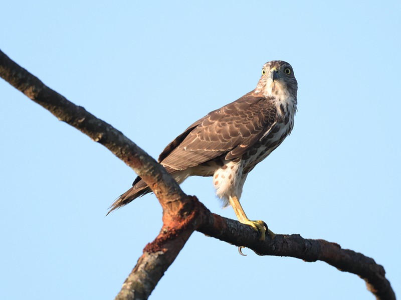 Shikra - ML645312540