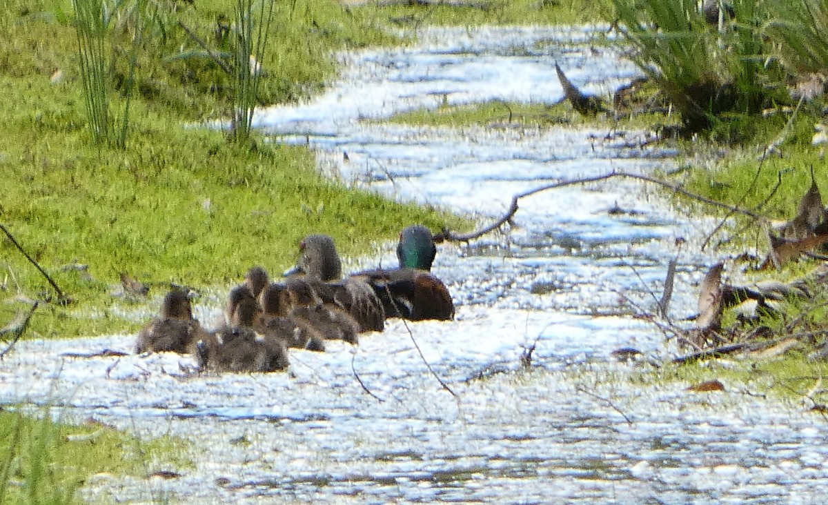 Chestnut Teal - ML645312542