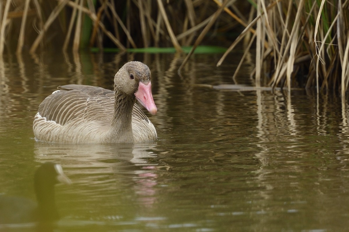 Graylag Goose - ML645312575