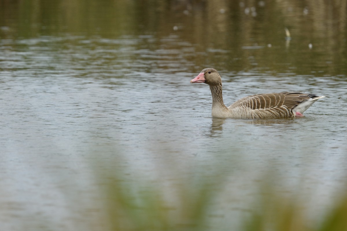 Graylag Goose - ML645312576