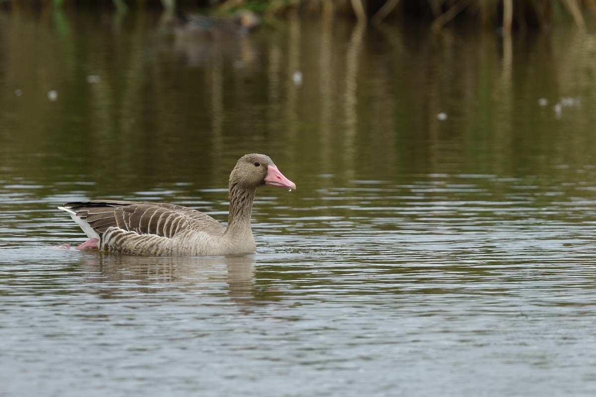 Graylag Goose - ML645312577
