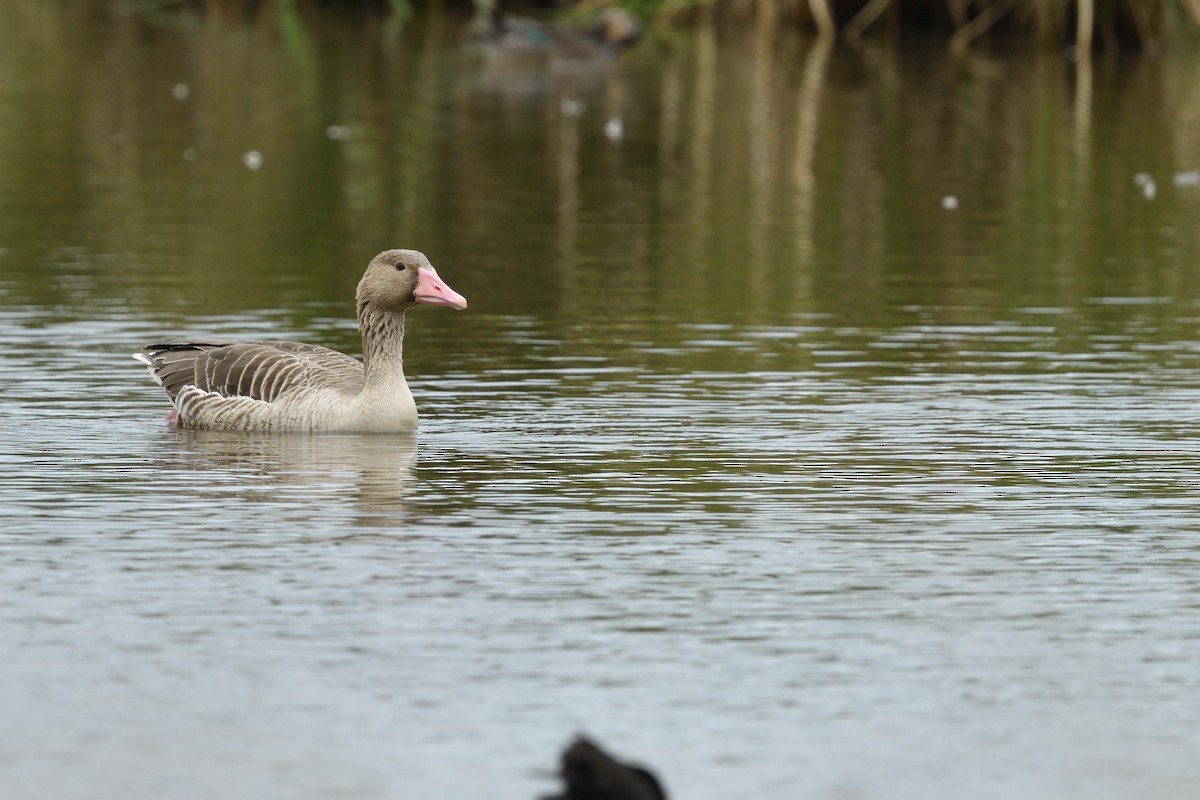 Graylag Goose - ML645312578
