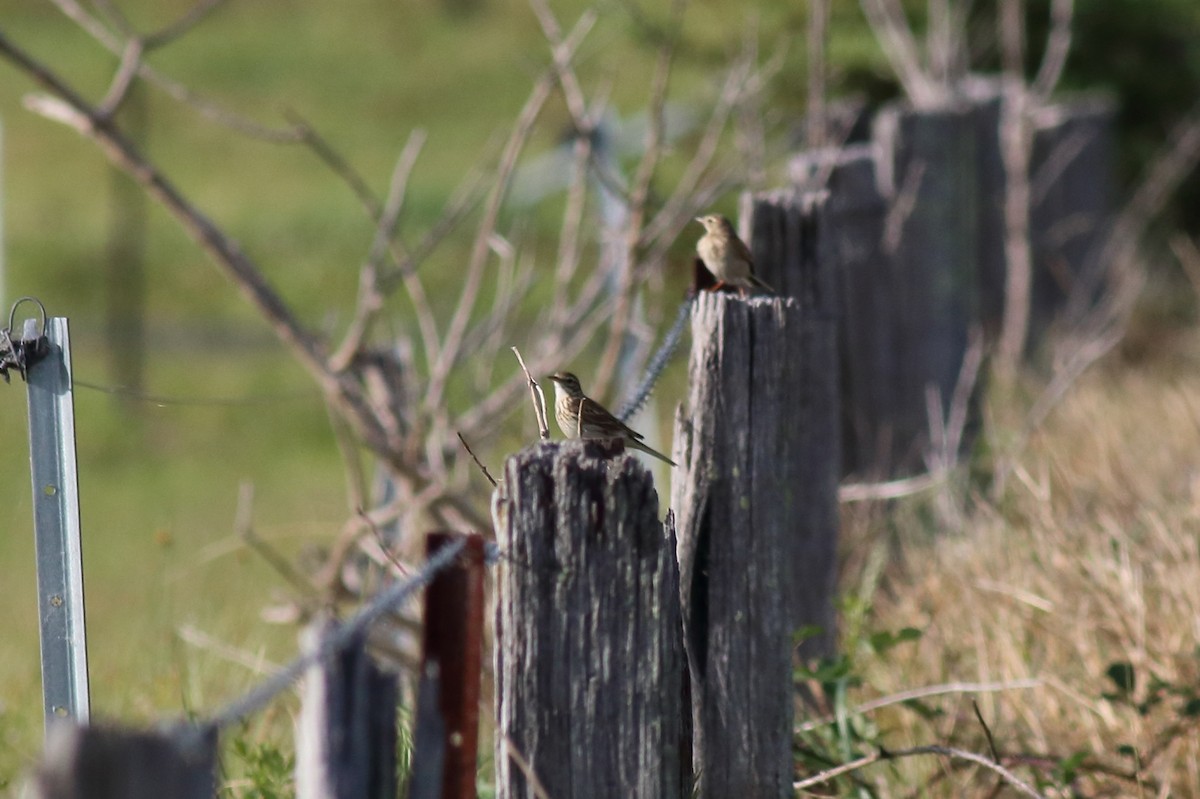 Australian Pipit - ML645312582