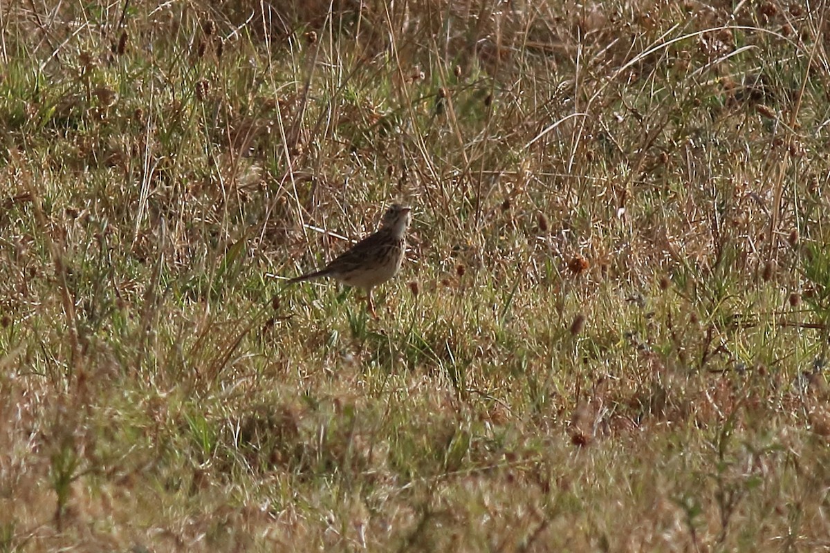 Australian Pipit - ML645312584