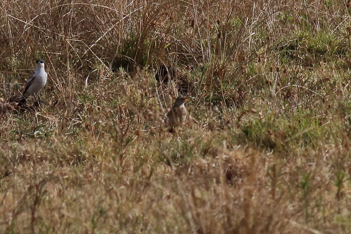 Australian Pipit - ML645312586