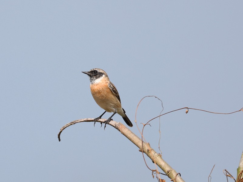 bramborníček sibiřský - ML645312592