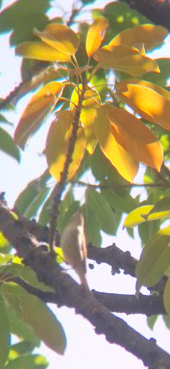 Two-barred Warbler - ML645312593