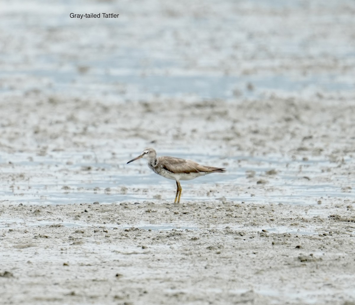 Playero Siberiano - ML645312596
