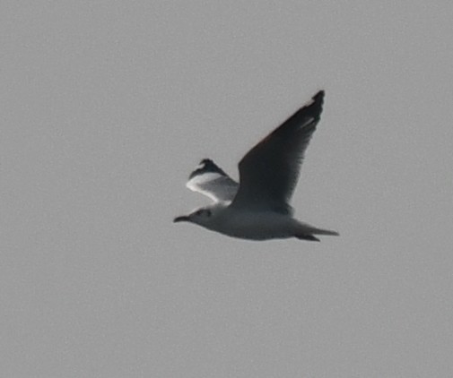 Gaviota Centroasiática - ML645312608