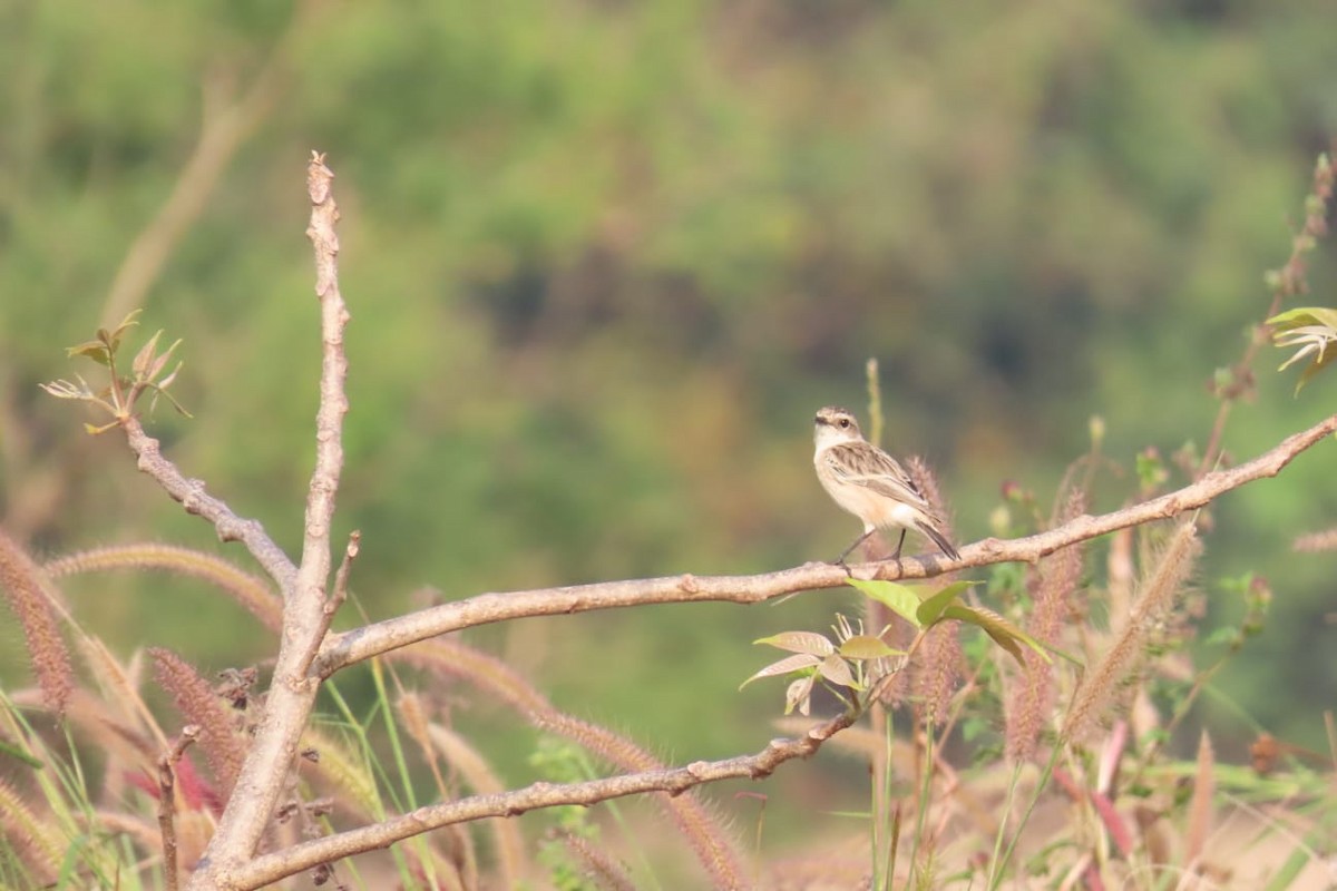 bramborníček sibiřský - ML645312623