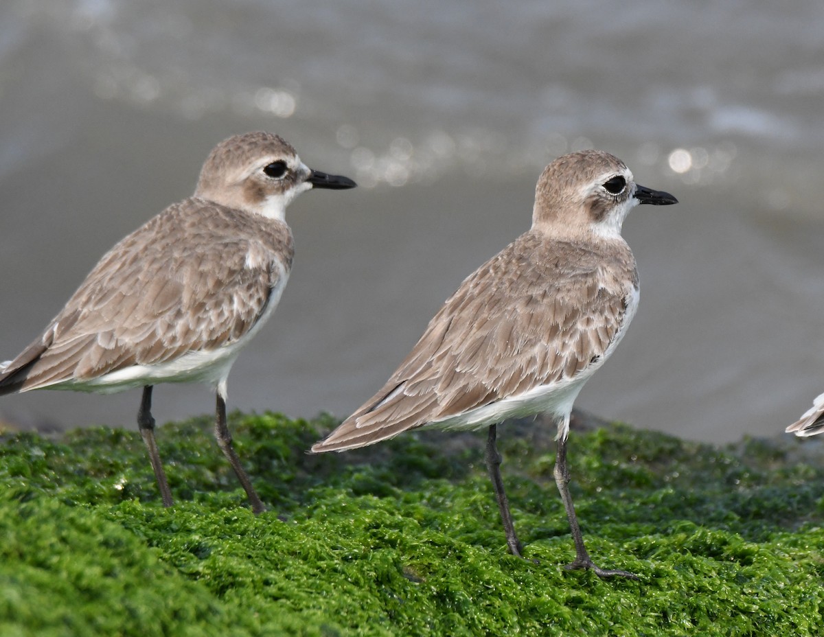 Tibetan Sand-Plover - ML645312624