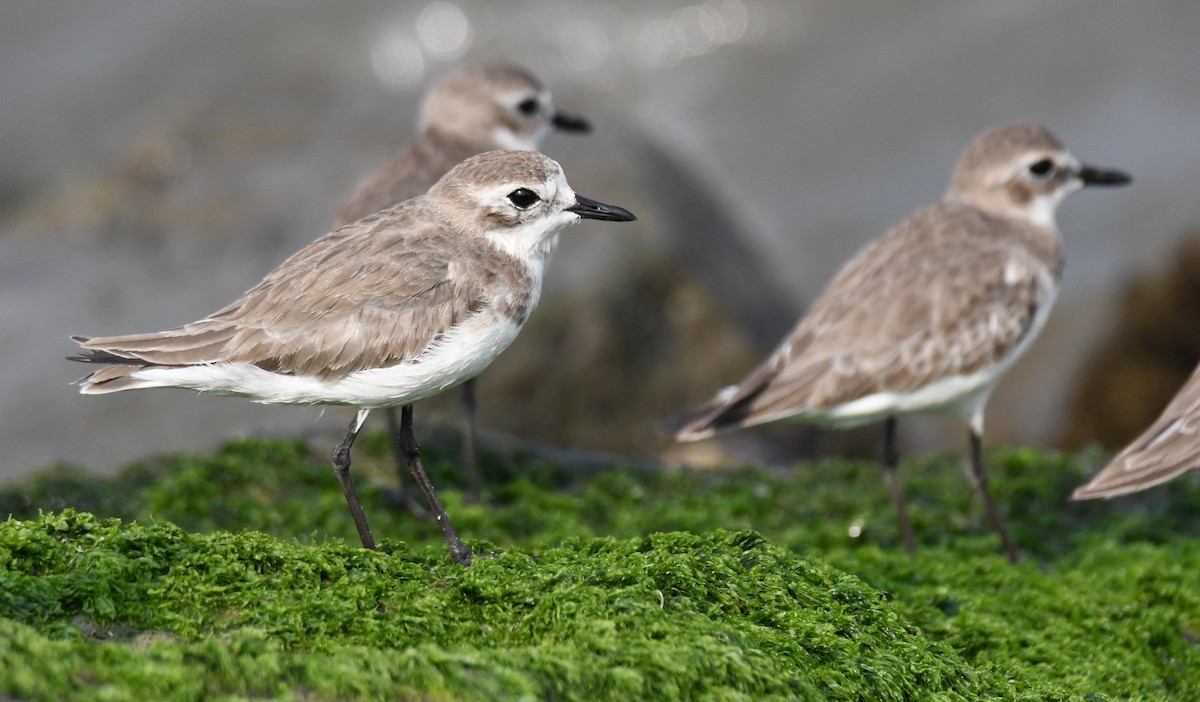 Tibetan Sand-Plover - ML645312627