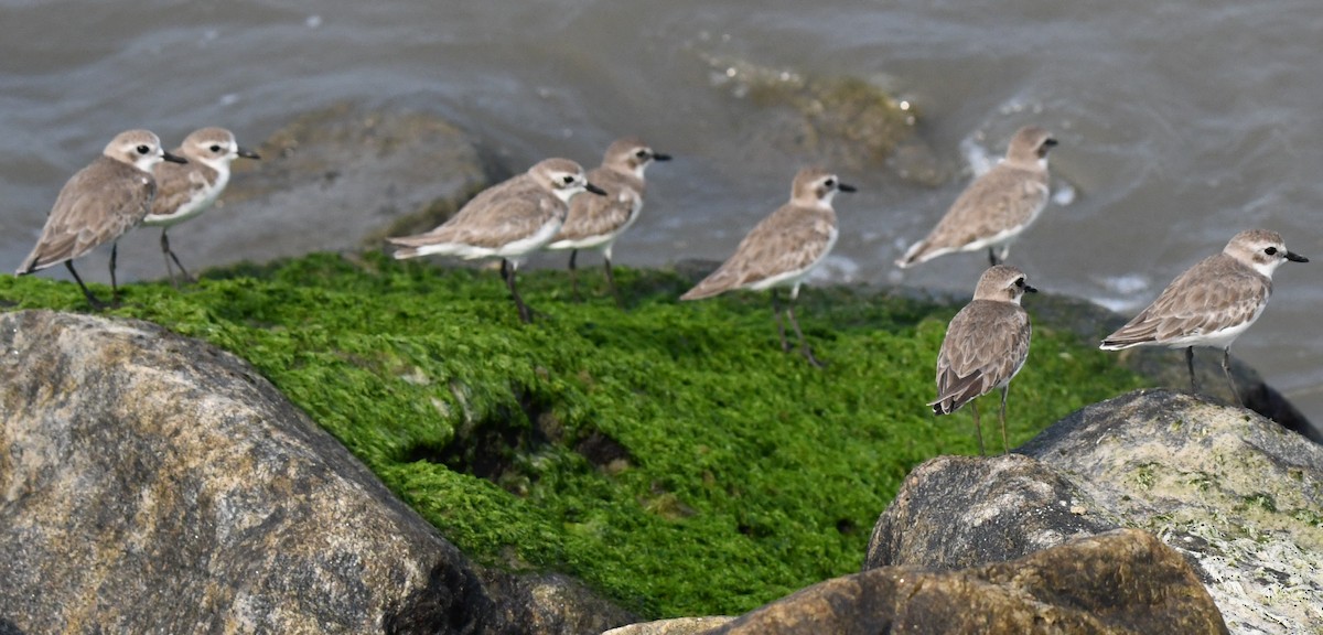 Tibetan Sand-Plover - ML645312628