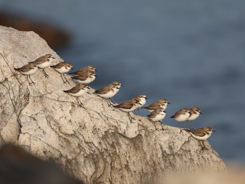 Tibetan Sand-Plover - ML645312631