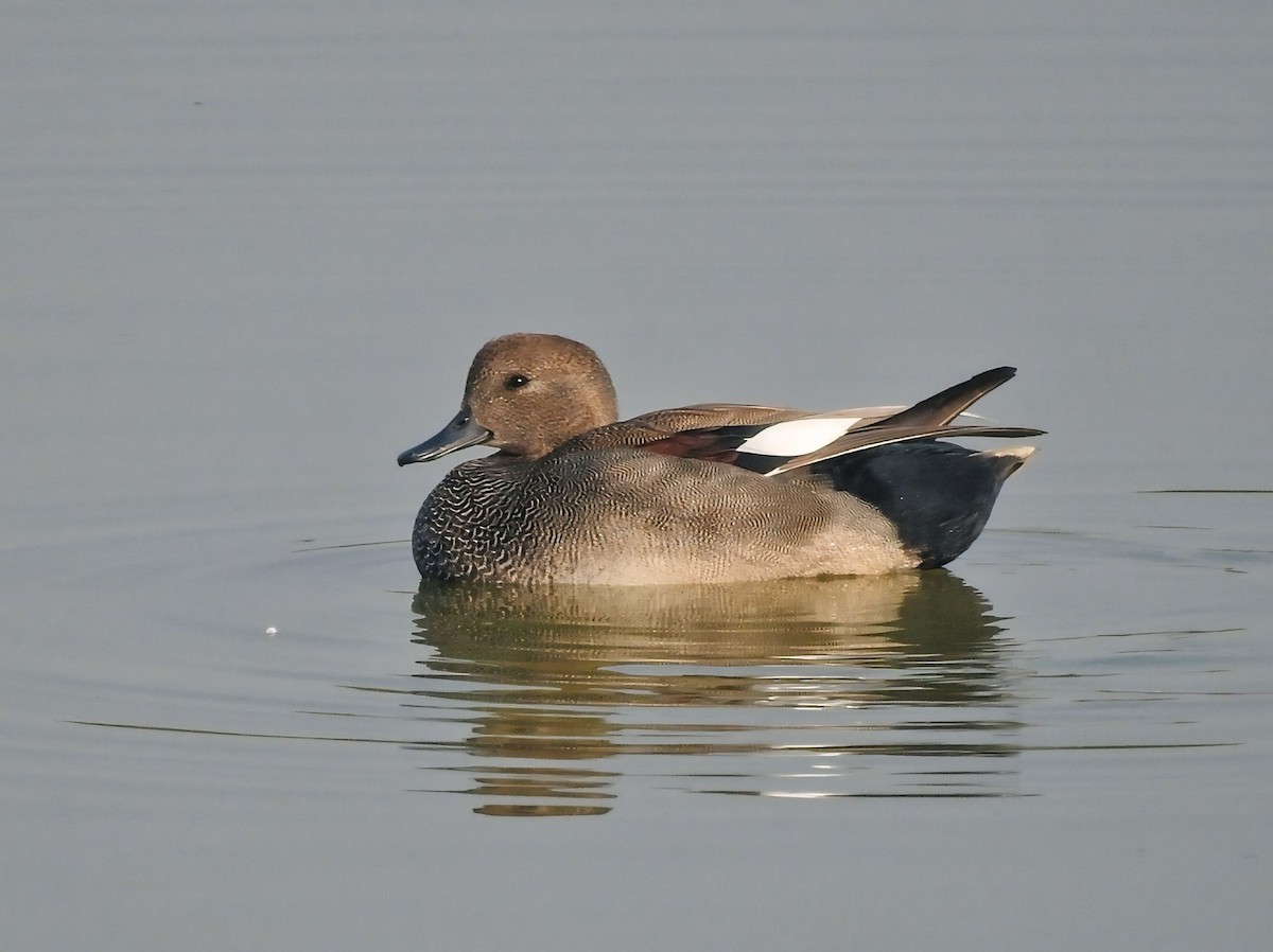 Gadwall - ML645312637