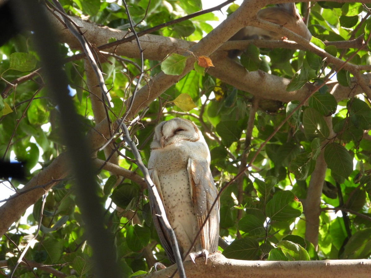 Eastern Barn Owl - ML645312639