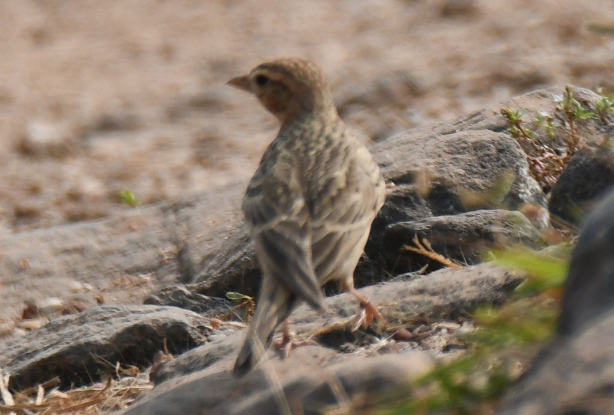 Mongolian Short-toed Lark - ML645312642