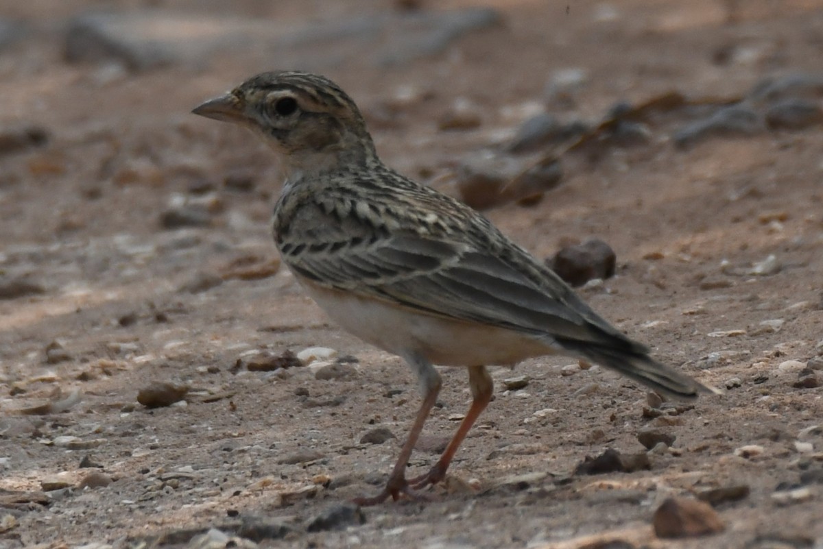 Mongolian Short-toed Lark - ML645312643