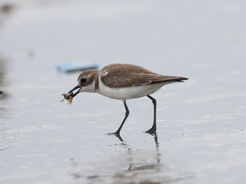 Tibetan Sand-Plover - ML645312644