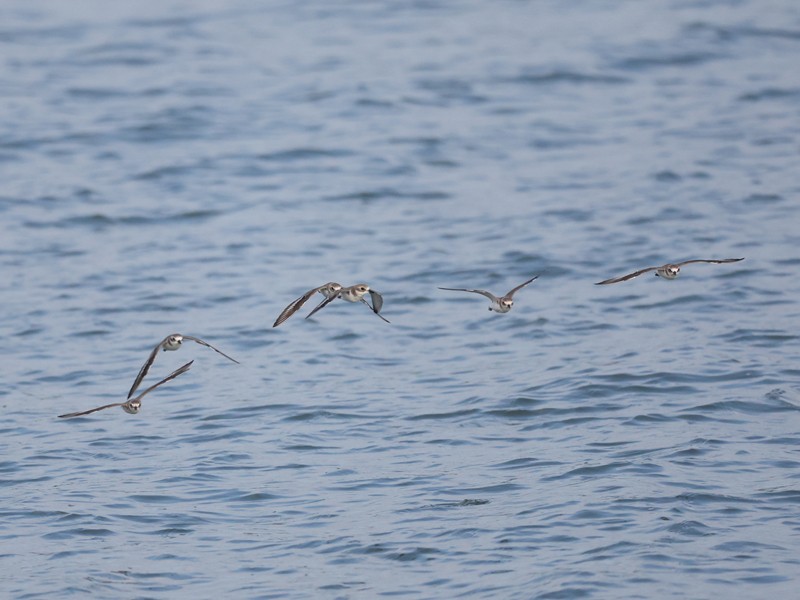 Tibetan Sand-Plover - ML645312645