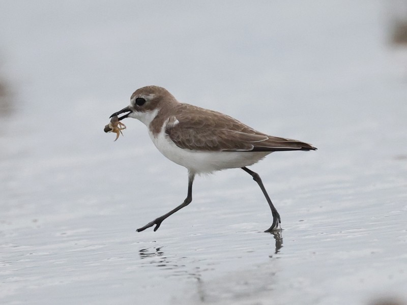 Tibetan Sand-Plover - ML645312646