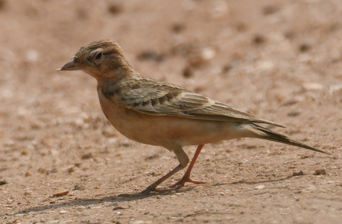 Mongolian Short-toed Lark - ML645312648