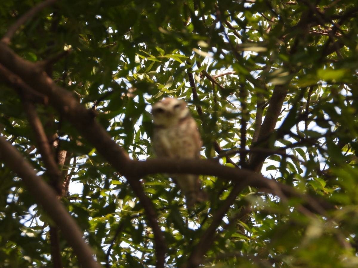 Spotted Owlet - ML645312650