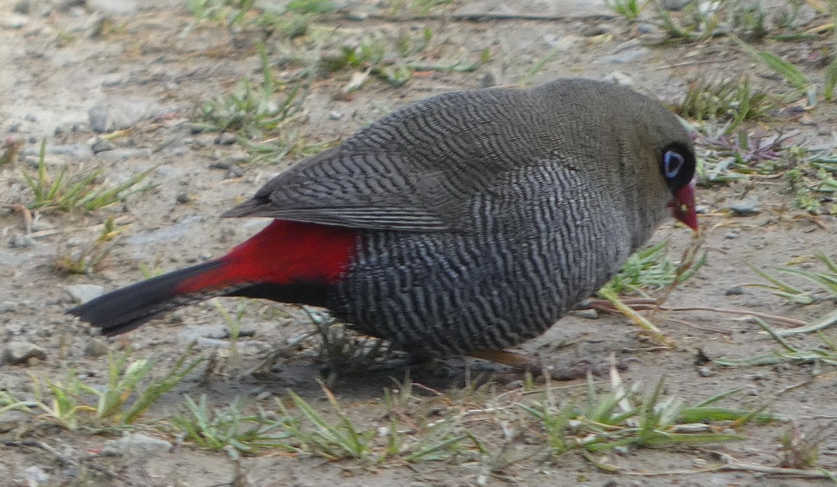 Beautiful Firetail - ML645312651